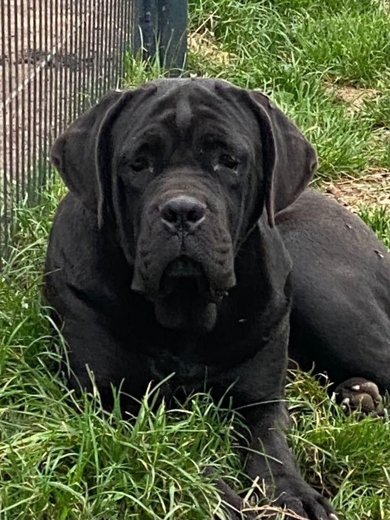 Les Cane Corso de l'affixe Des Gardiens De L'Homme