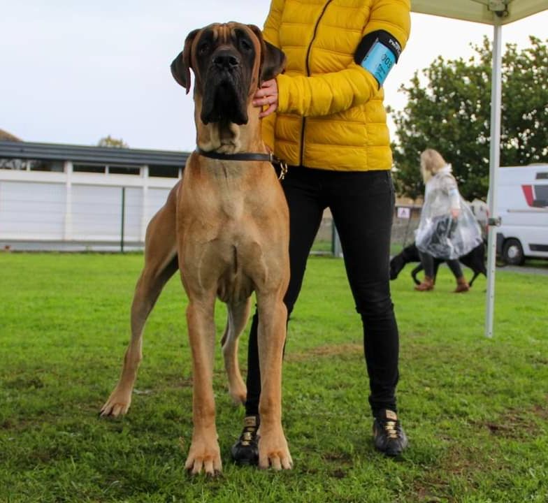 Thor (dit tolken) du domaine de Sultan