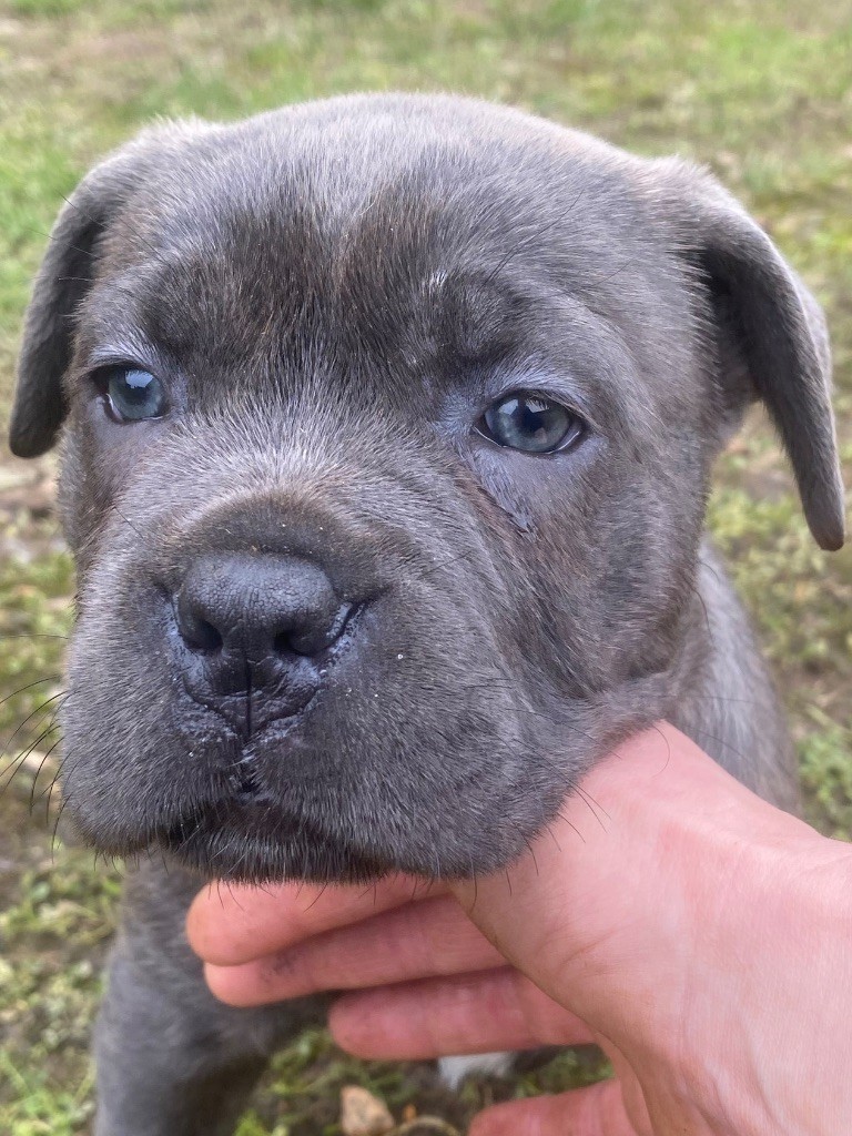 Des Gardiens De L'Homme - Chiot disponible  - Cane Corso