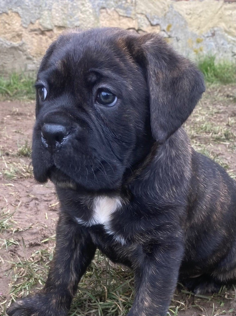 Des Gardiens De L'Homme - Chiot disponible  - Cane Corso