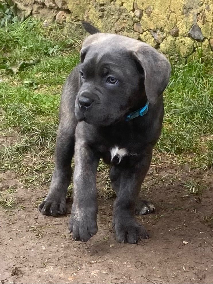 Des Gardiens De L'Homme - Chiot disponible  - Cane Corso