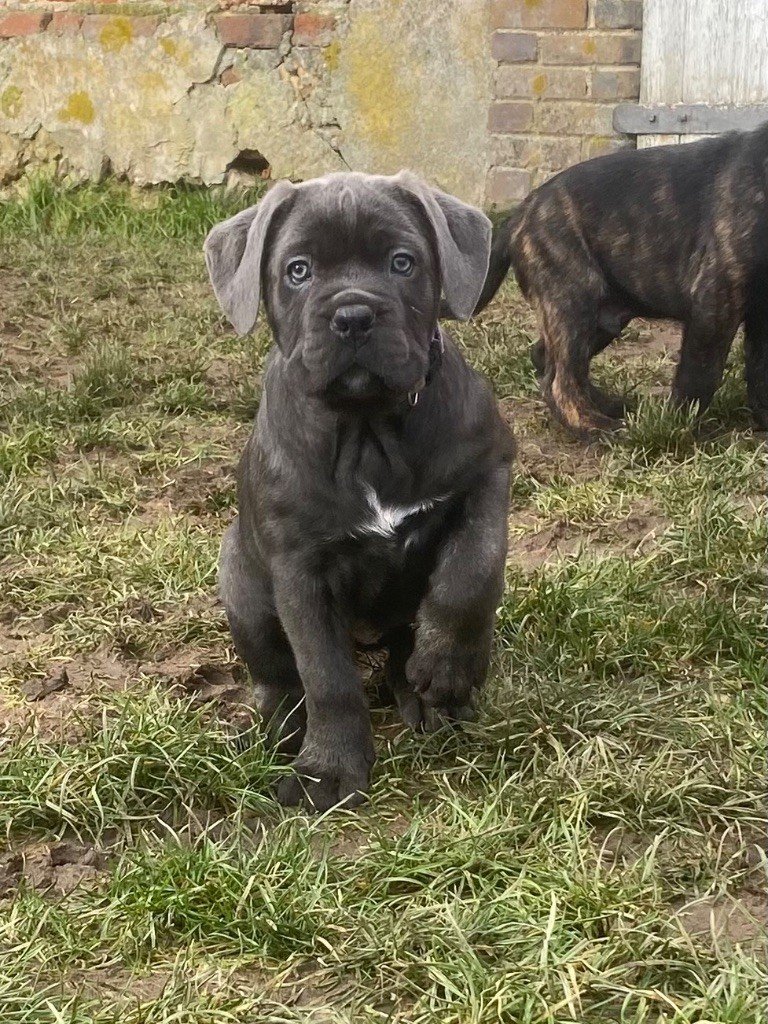 Des Gardiens De L'Homme - Chiot disponible  - Cane Corso