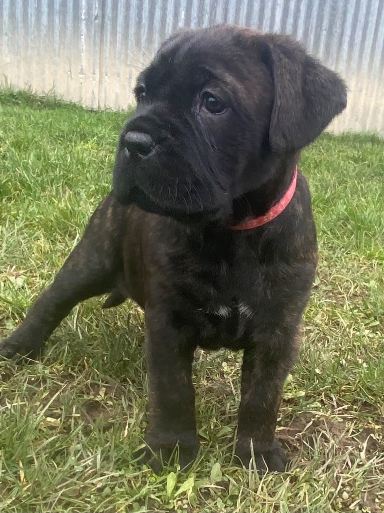 Des Gardiens De L'Homme - Chiot disponible  - Cane Corso