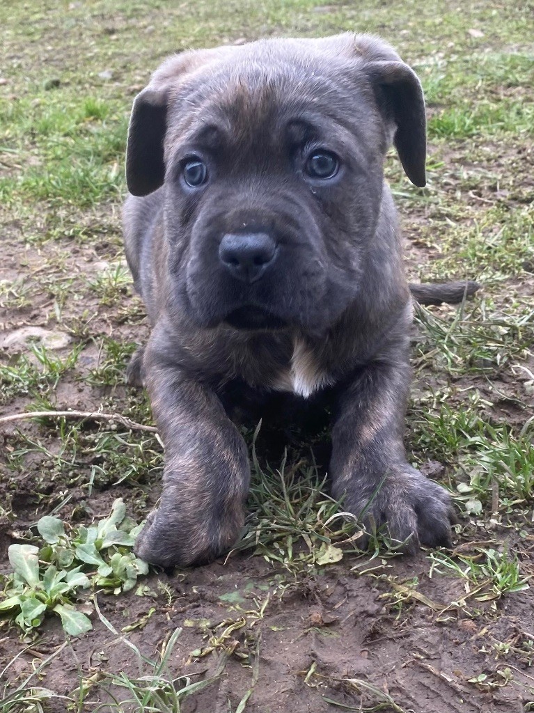 Des Gardiens De L'Homme - Chiot disponible  - Cane Corso