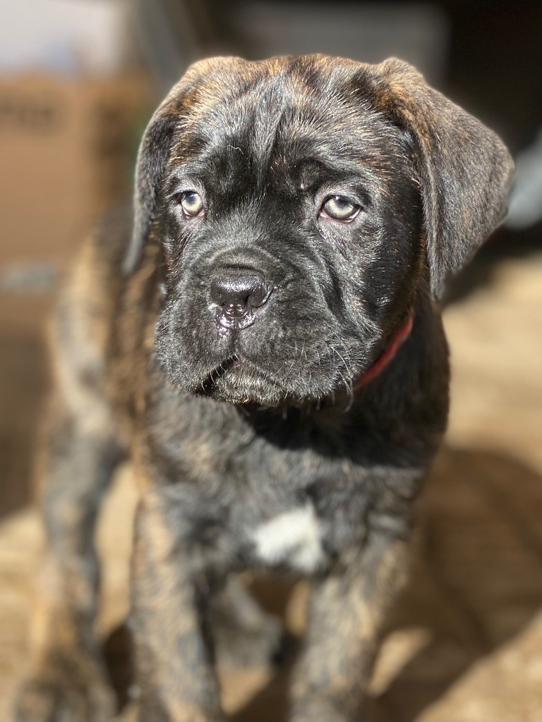 Des Gardiens De L'Homme - Chiot disponible  - Cane Corso