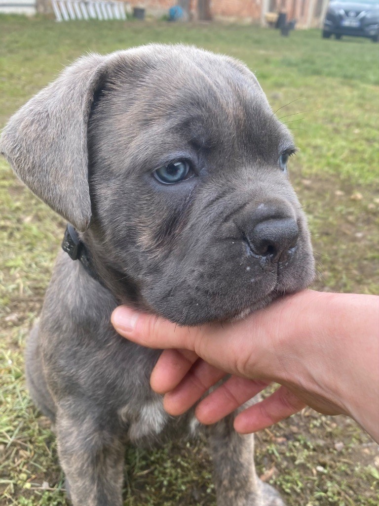 Des Gardiens De L'Homme - Chiot disponible  - Cane Corso