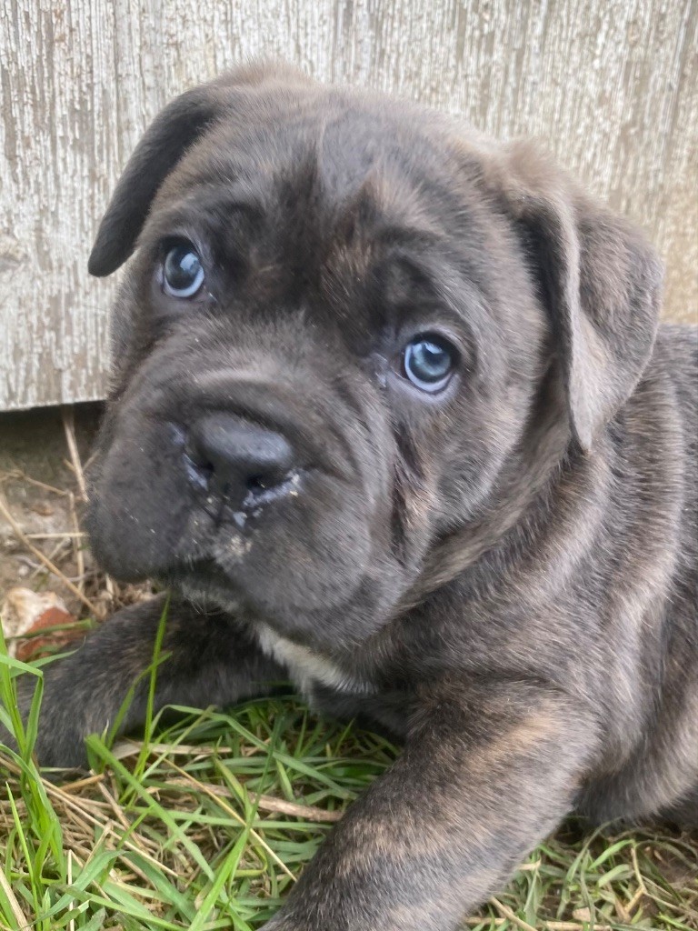 Des Gardiens De L'Homme - Chiot disponible  - Cane Corso