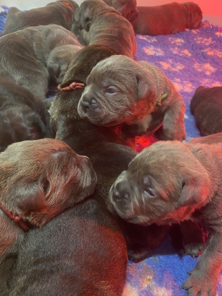 chiot Cane Corso Des Gardiens De L'Homme