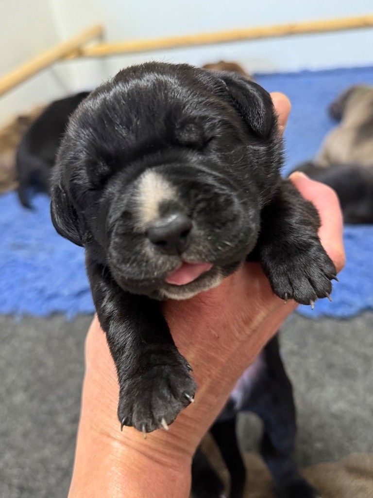 Des Gardiens De L'Homme - Chiots disponibles - Cane Corso
