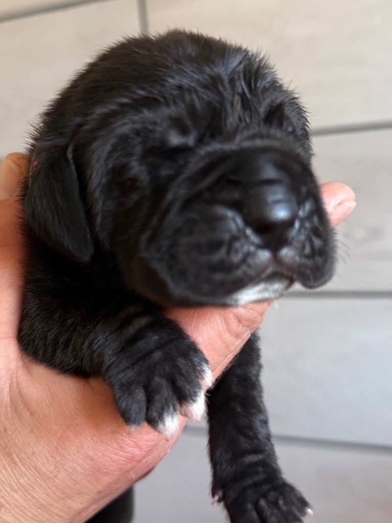 Des Gardiens De L'Homme - Chiots disponibles - Dogue allemand