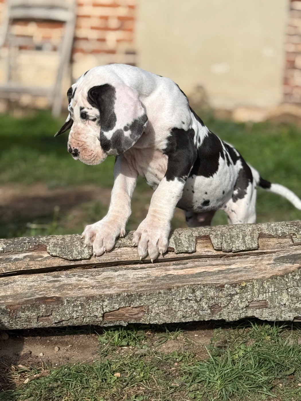 Des Gardiens De L'Homme - Dogue allemand - Portée née le 20/08/2025