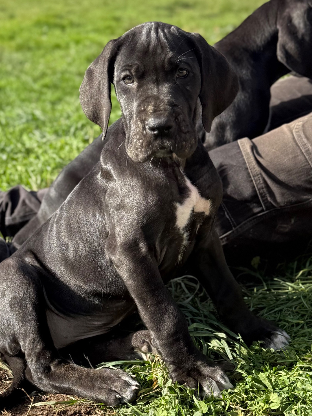 Des Gardiens De L'Homme - Chiots disponibles - Dogue allemand