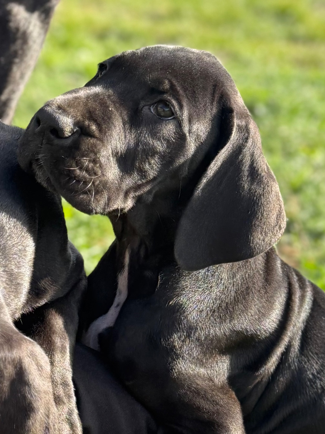 Des Gardiens De L'Homme - Chiots disponibles - Dogue allemand