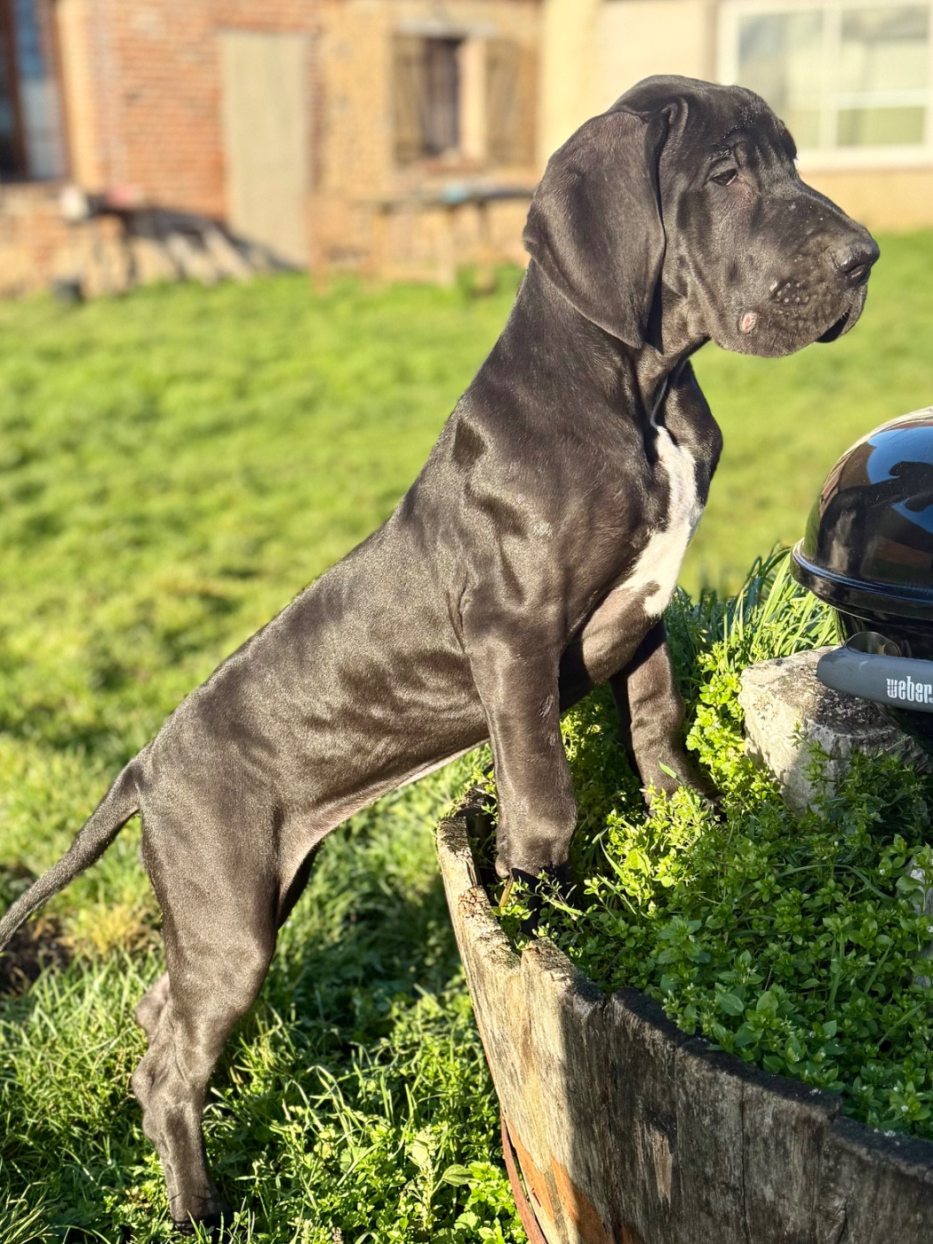 Des Gardiens De L'Homme - Chiots disponibles - Dogue allemand