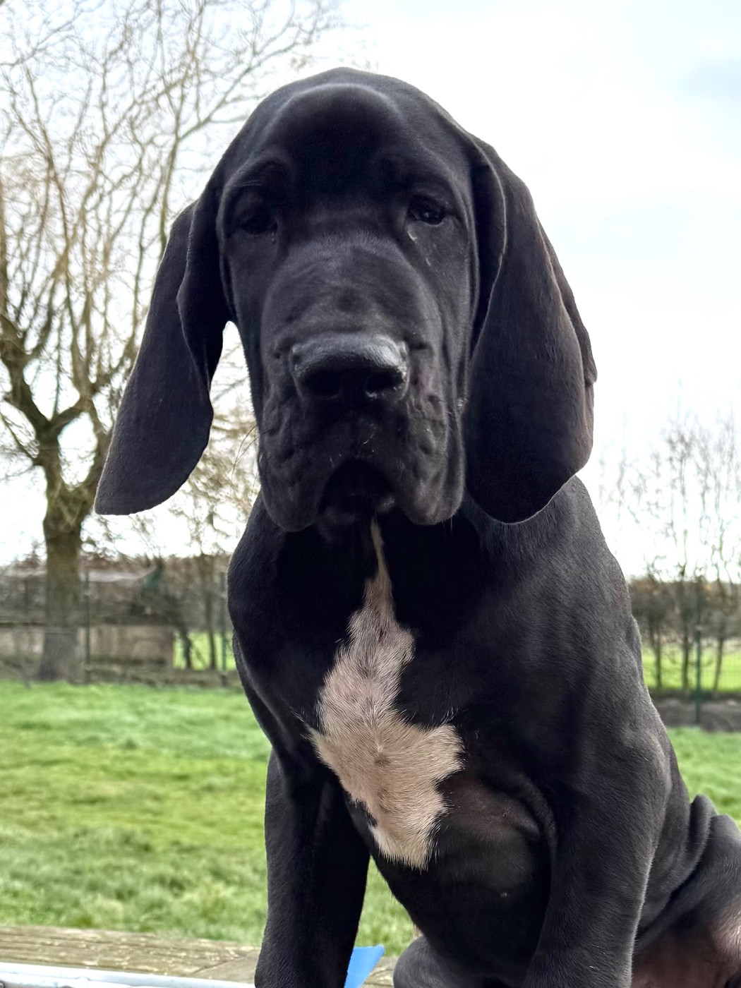 Des Gardiens De L'Homme - Chiots disponibles - Dogue allemand