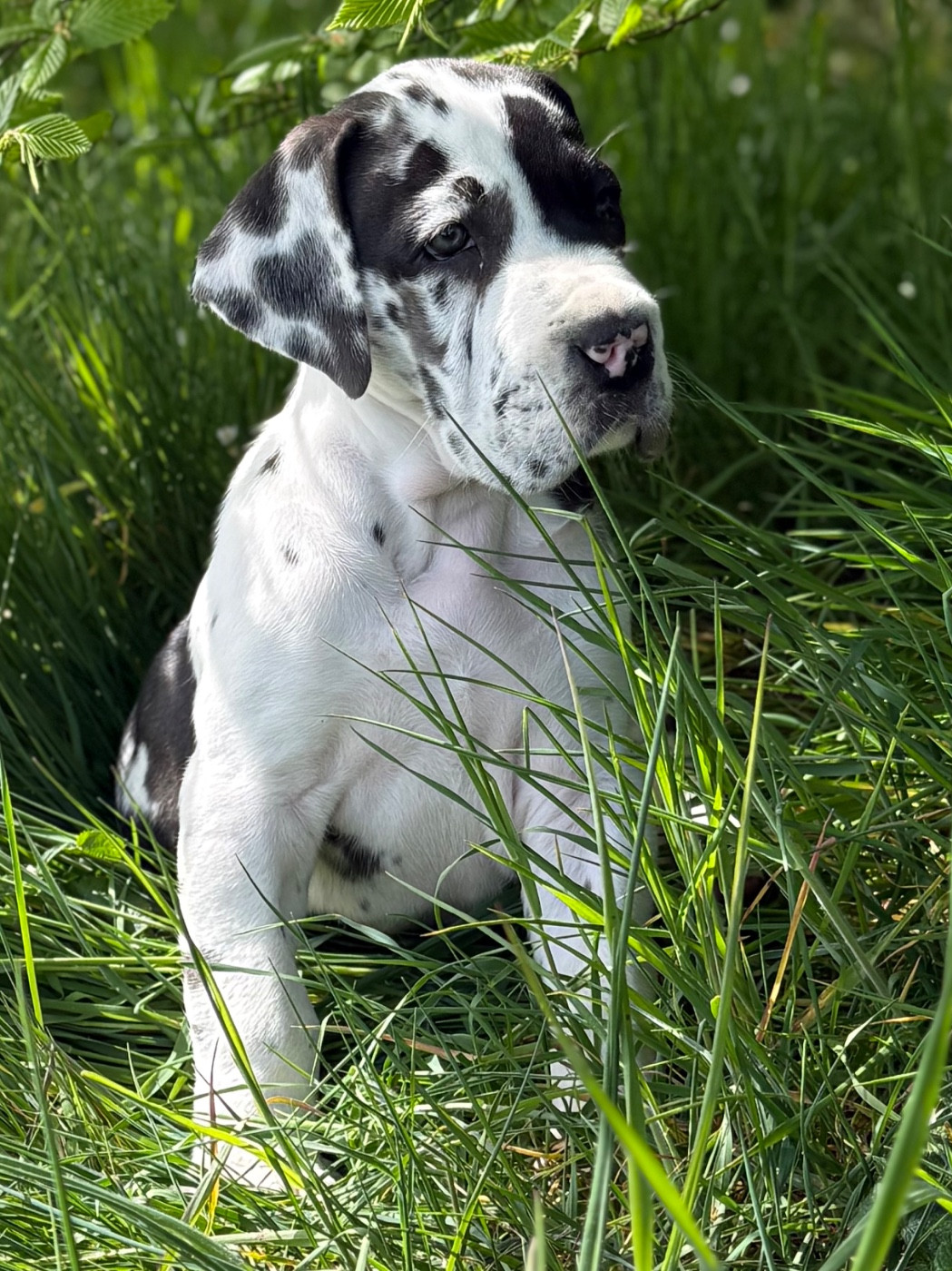 Des Gardiens De L'Homme - Chiots disponibles - Dogue allemand