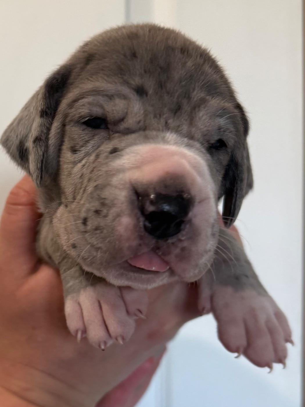 Des Gardiens De L'Homme - Chiots disponibles - Dogue allemand
