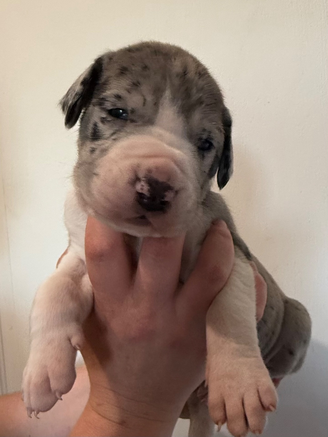 Des Gardiens De L'Homme - Chiots disponibles - Dogue allemand