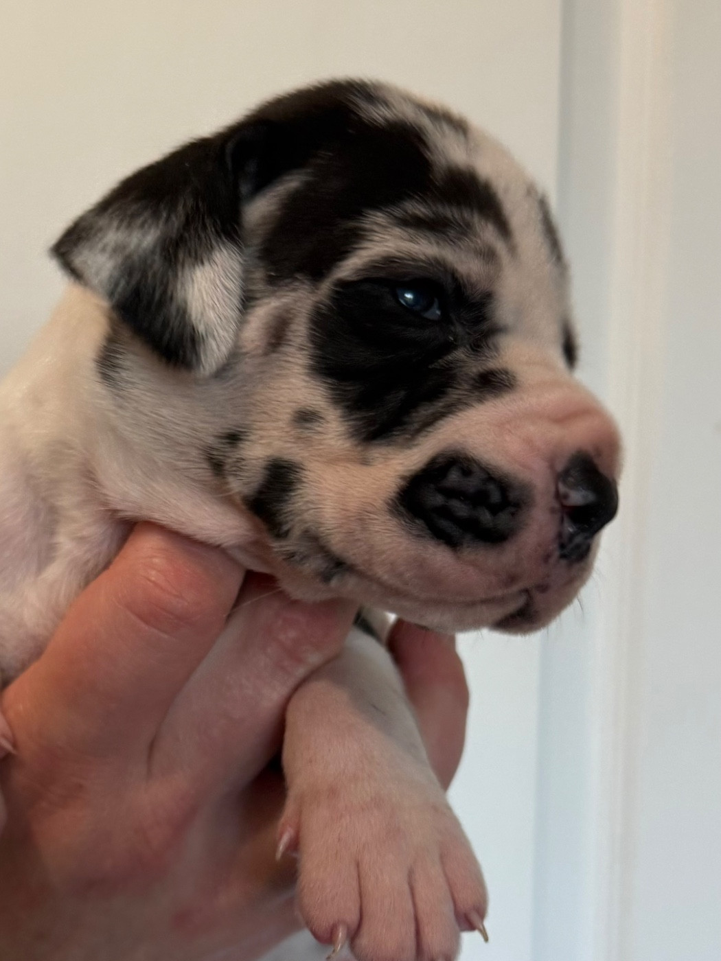 Des Gardiens De L'Homme - Chiots disponibles - Dogue allemand