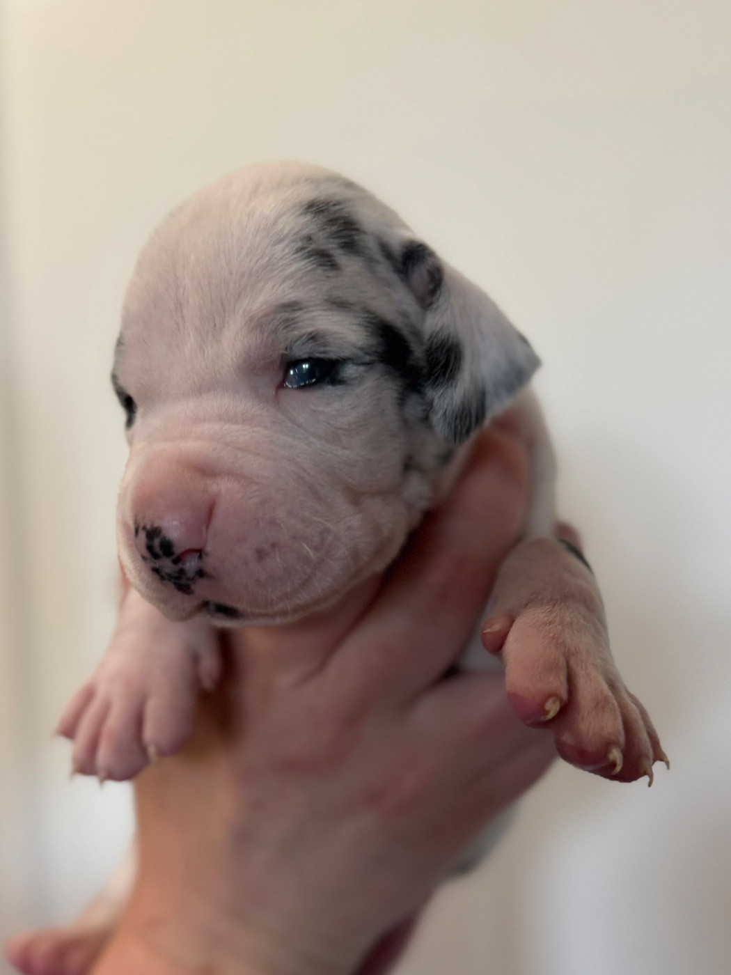 Des Gardiens De L'Homme - Chiots disponibles - Dogue allemand