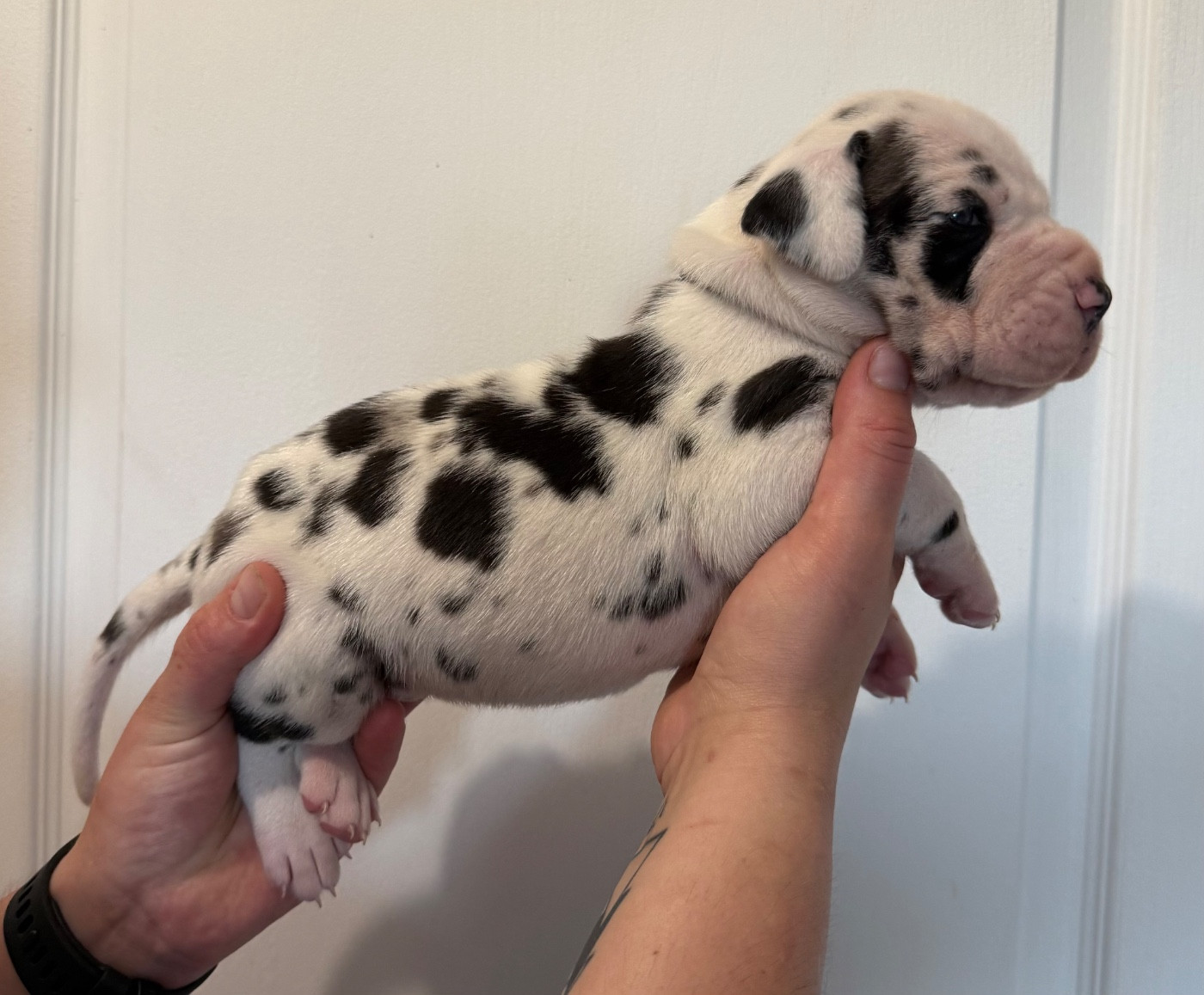 Des Gardiens De L'Homme - Chiots disponibles - Dogue allemand