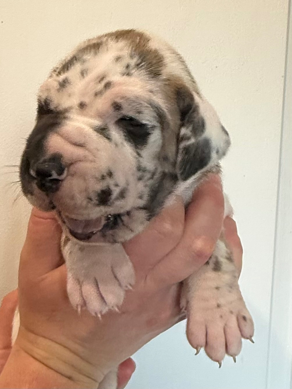 Des Gardiens De L'Homme - Chiots disponibles - Dogue allemand