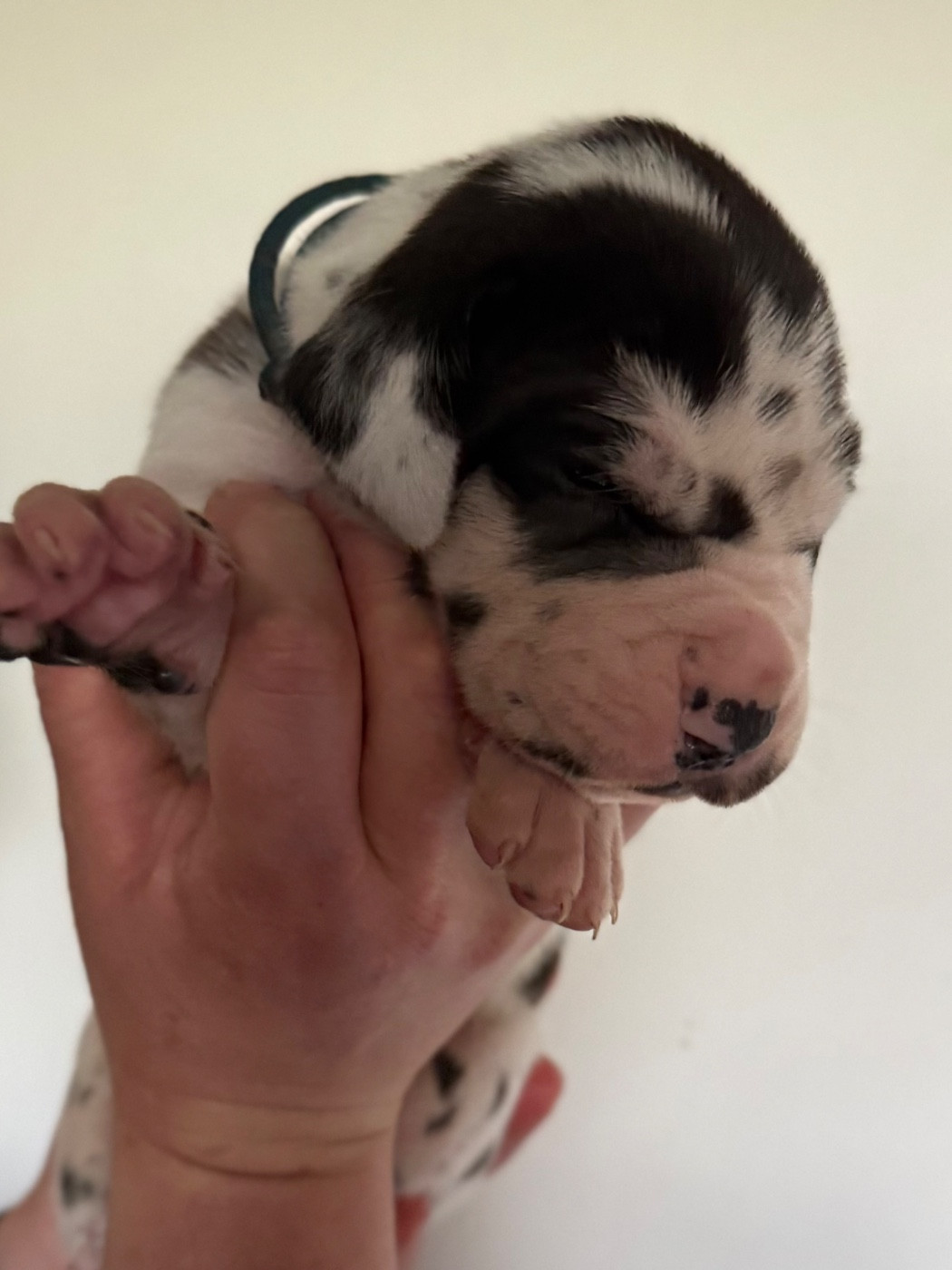 Des Gardiens De L'Homme - Chiots disponibles - Dogue allemand