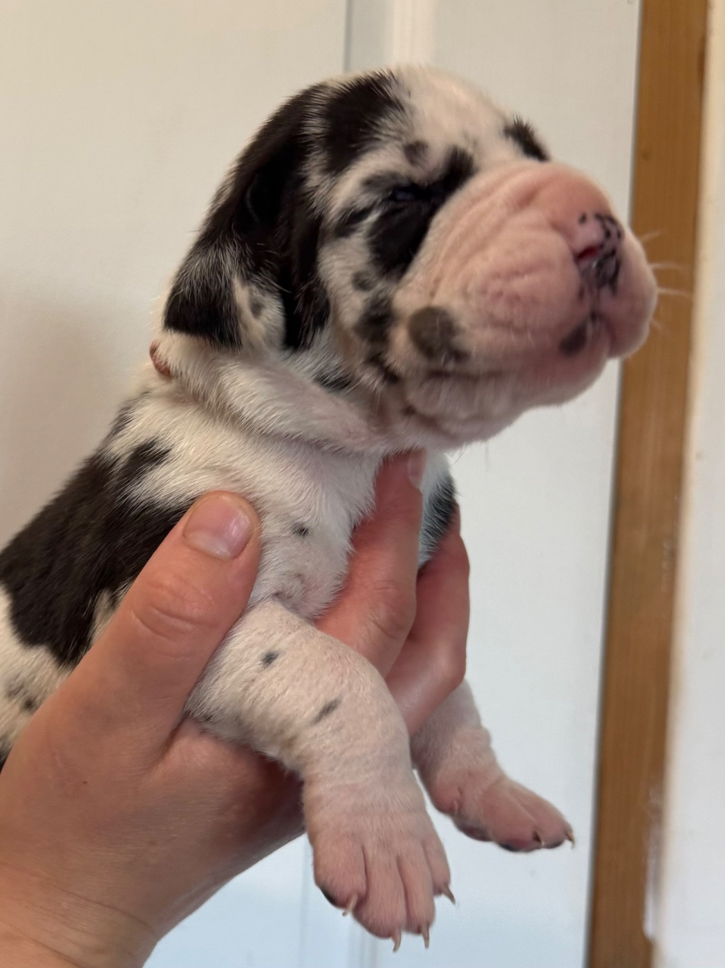 Des Gardiens De L'Homme - Chiots disponibles - Dogue allemand