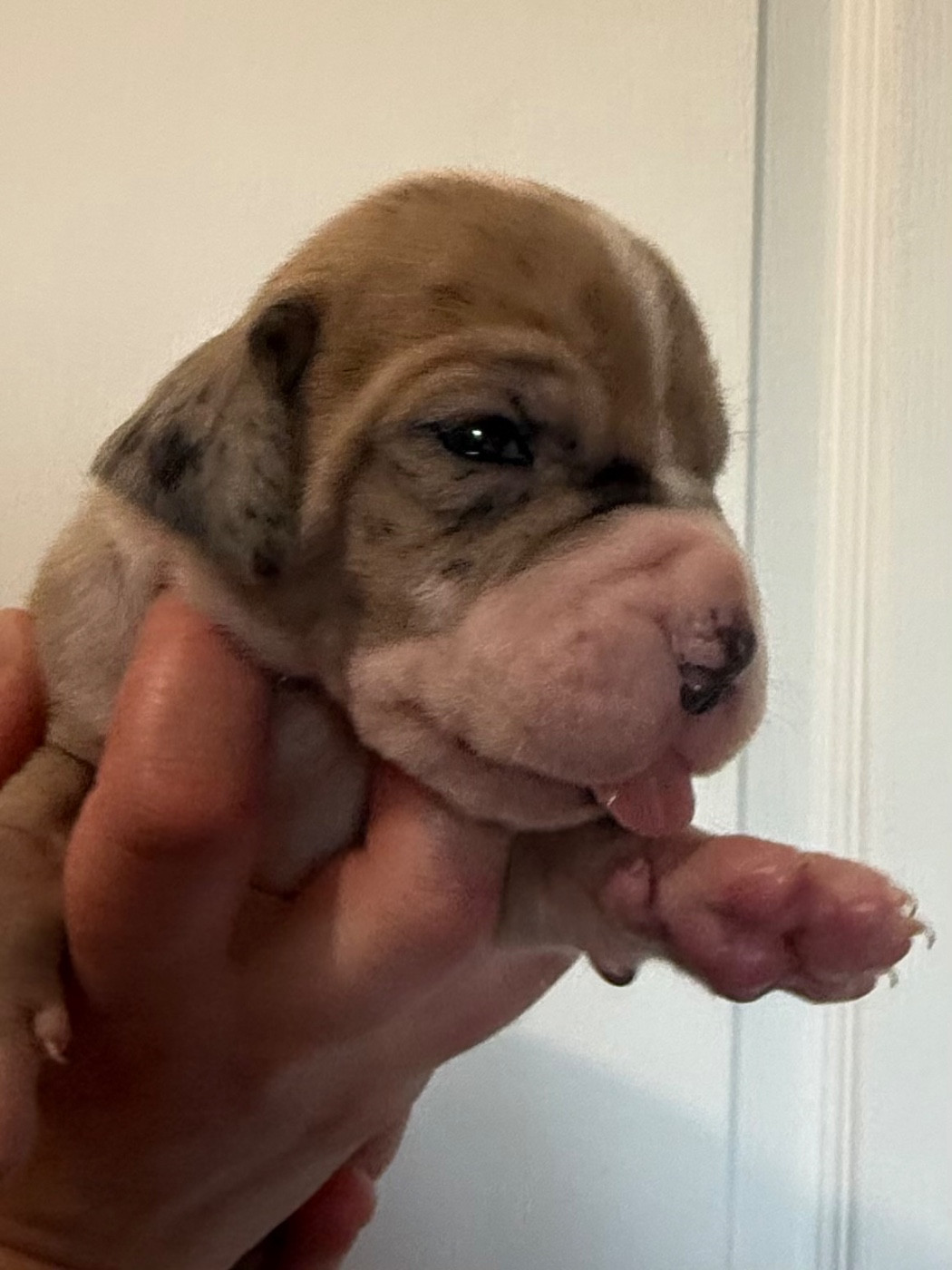 Des Gardiens De L'Homme - Chiots disponibles - Dogue allemand