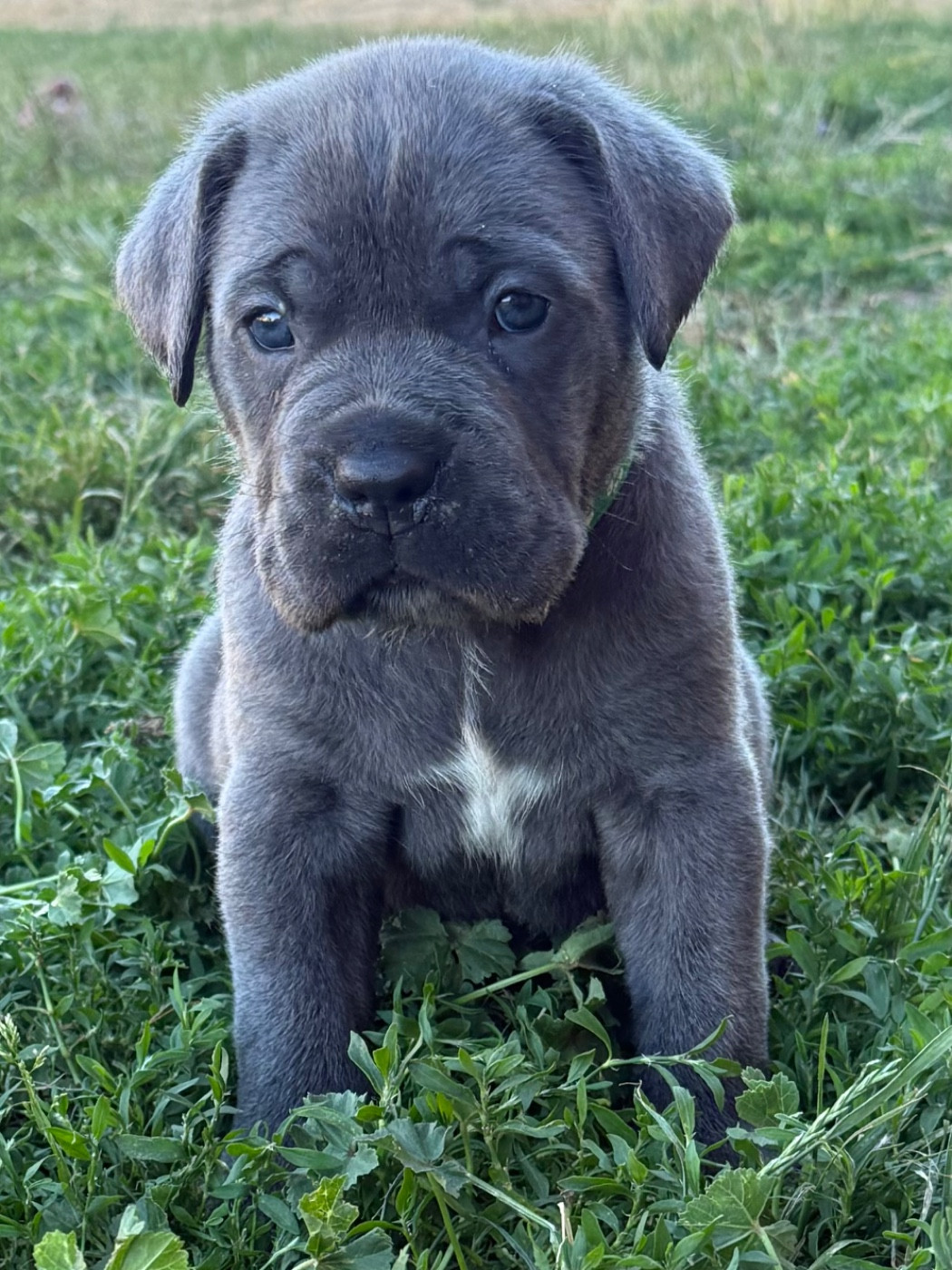 Des Gardiens De L'Homme - Chiots disponibles - Cane Corso