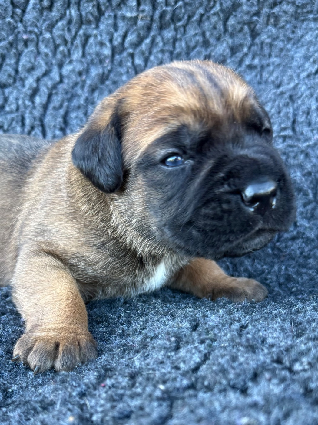 Des Gardiens De L'Homme - Chiots disponibles - Cane Corso