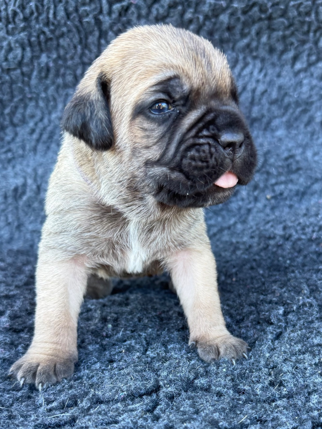 Des Gardiens De L'Homme - Chiots disponibles - Cane Corso