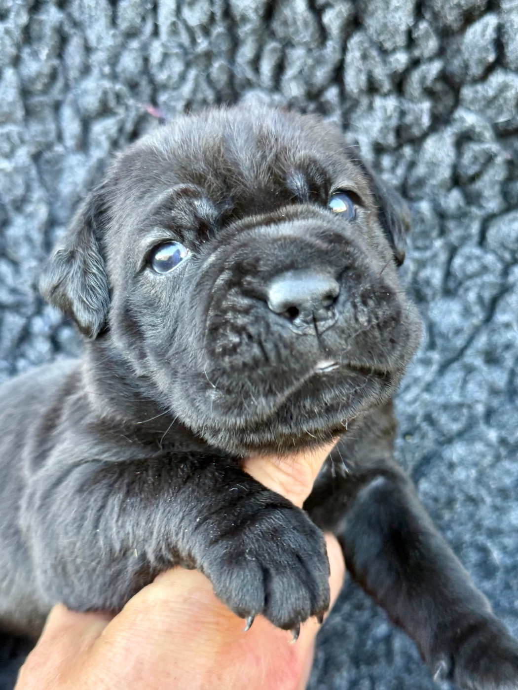 Des Gardiens De L'Homme - Chiots disponibles - Cane Corso