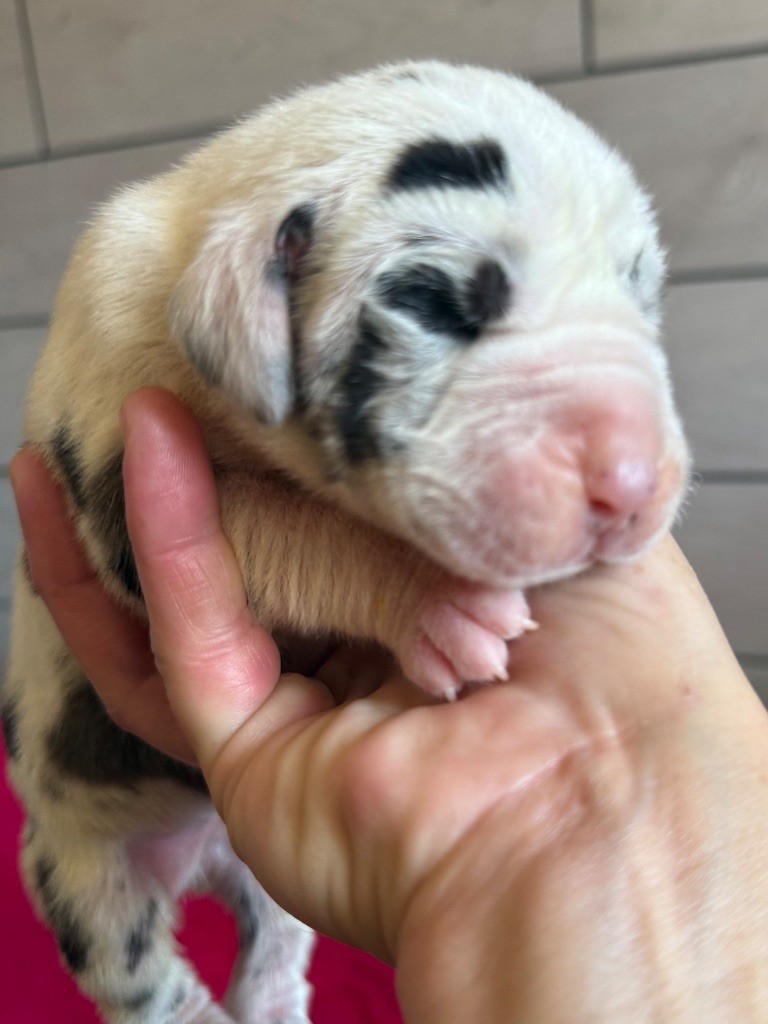 Des Gardiens De L'Homme - Chiots disponibles - Dogue allemand