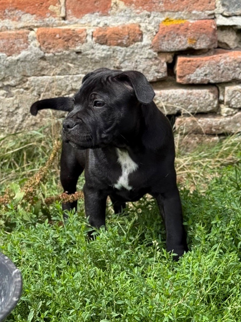 Des Gardiens De L'Homme - Chiots disponibles - Staffordshire Bull Terrier