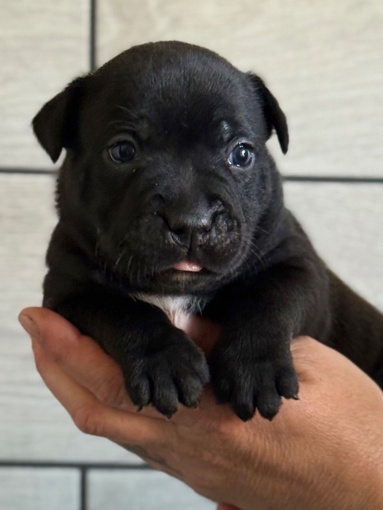 Des Gardiens De L'Homme - Chiots disponibles - Staffordshire Bull Terrier