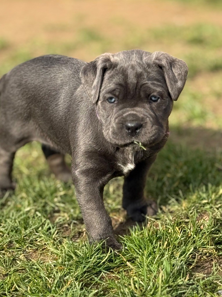 Des Gardiens De L'Homme - Chiots disponibles - Cane Corso