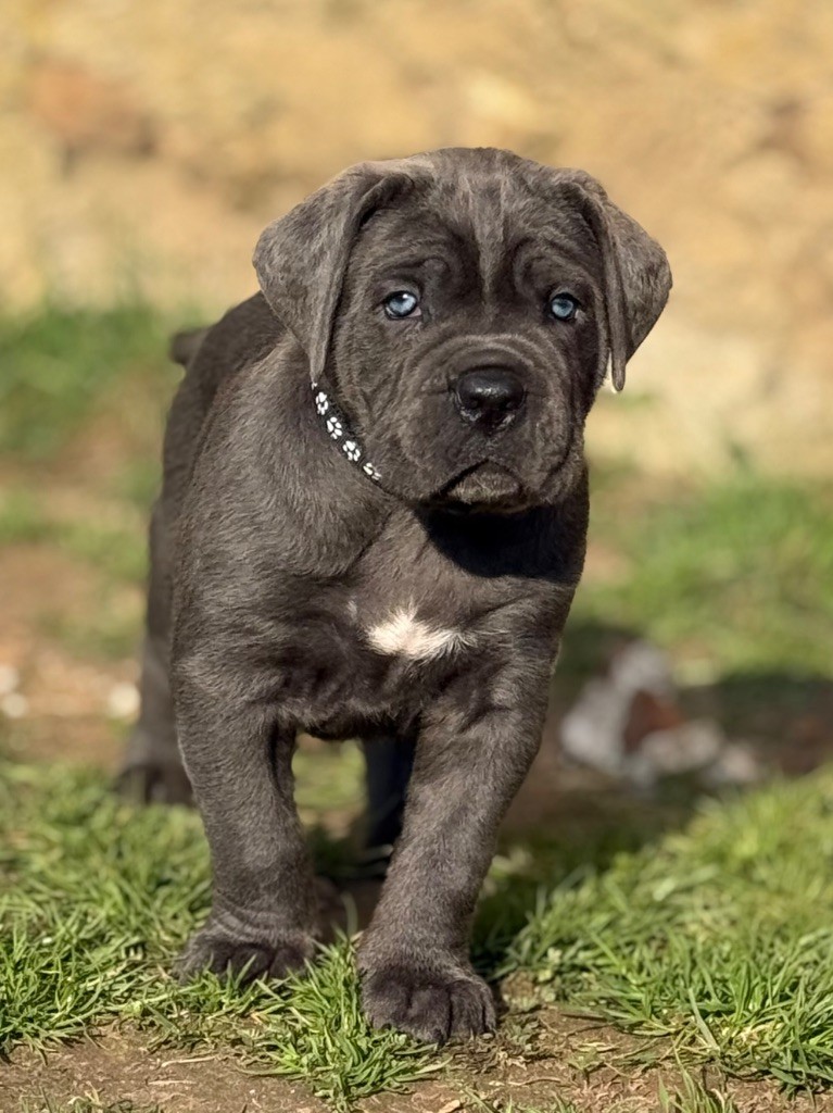 Des Gardiens De L'Homme - Chiots disponibles - Cane Corso