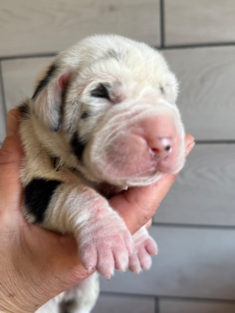 Des Gardiens De L'Homme - Chiots disponibles - Dogue allemand