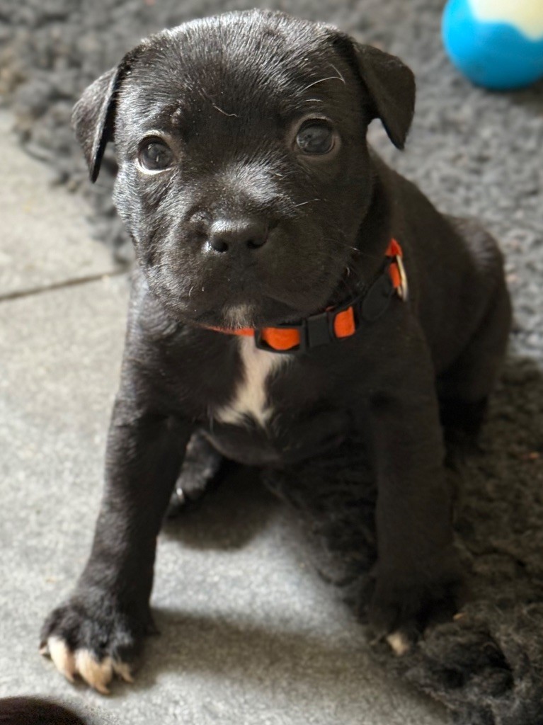 Des Gardiens De L'Homme - Chiots disponibles - Staffordshire Bull Terrier