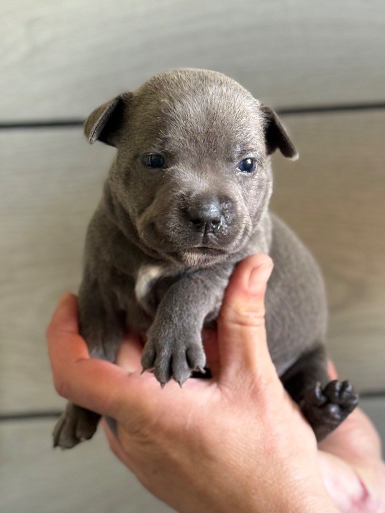 Des Gardiens De L'Homme - Chiots disponibles - Staffordshire Bull Terrier