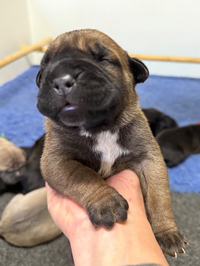 Des Gardiens De L'Homme - Chiots disponibles - Cane Corso