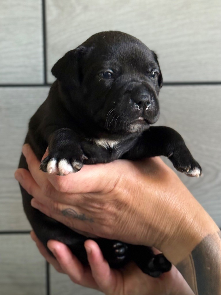 Des Gardiens De L'Homme - Chiots disponibles - Staffordshire Bull Terrier