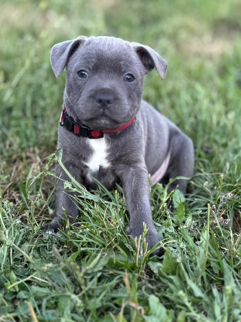 Des Gardiens De L'Homme - Staffordshire Bull Terrier - Portée née le 05/05/2025