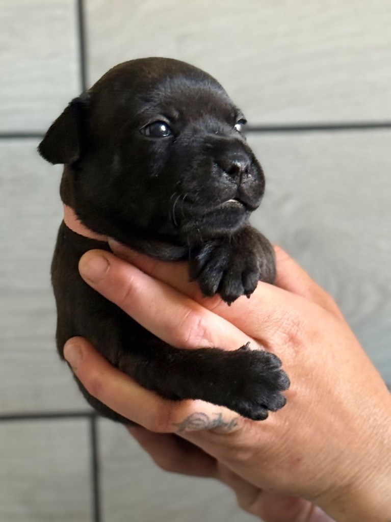 Des Gardiens De L'Homme - Chiots disponibles - Staffordshire Bull Terrier