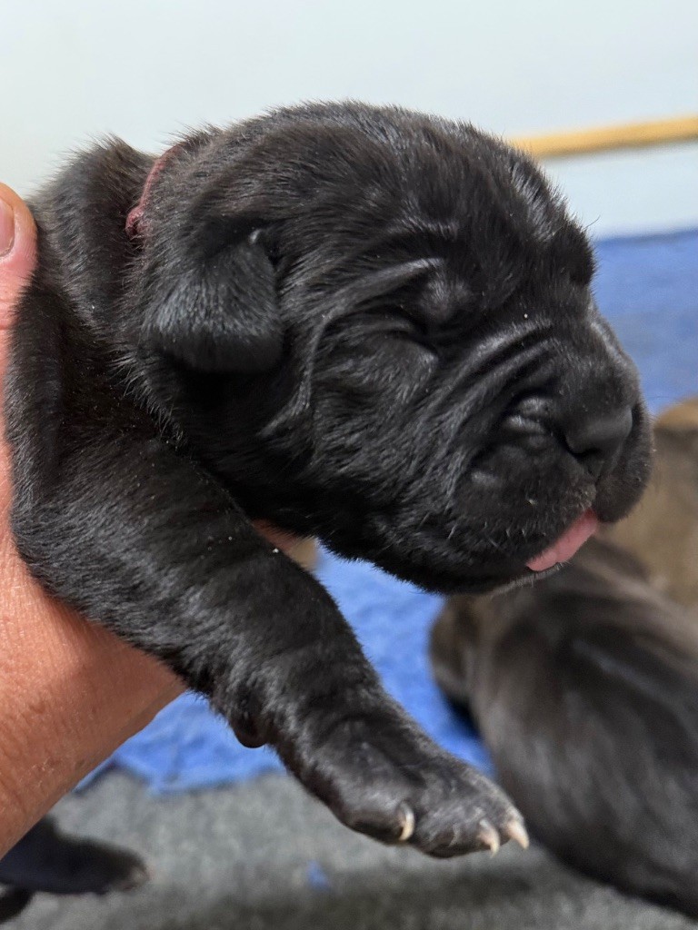 Des Gardiens De L'Homme - Chiots disponibles - Cane Corso