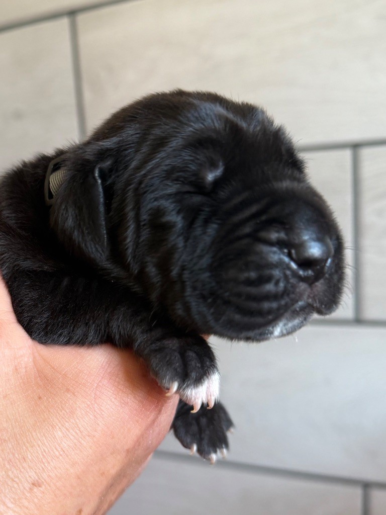 Des Gardiens De L'Homme - Chiots disponibles - Dogue allemand