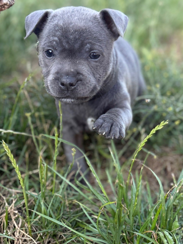 Des Gardiens De L'Homme - Chiots disponibles - Staffordshire Bull Terrier