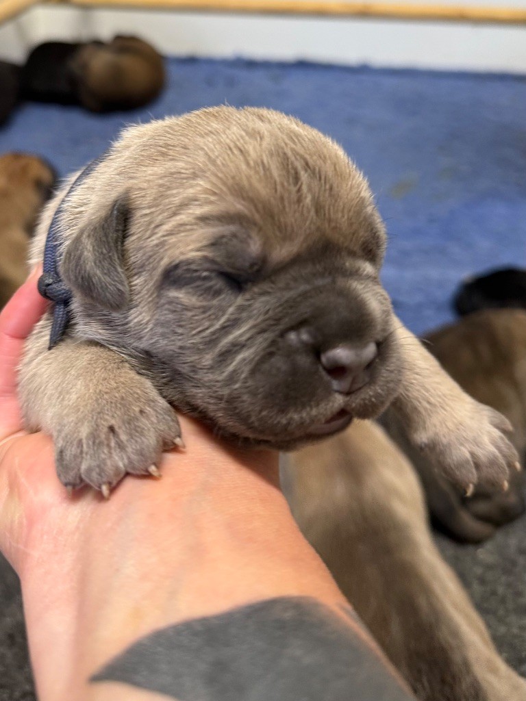 Des Gardiens De L'Homme - Chiots disponibles - Cane Corso