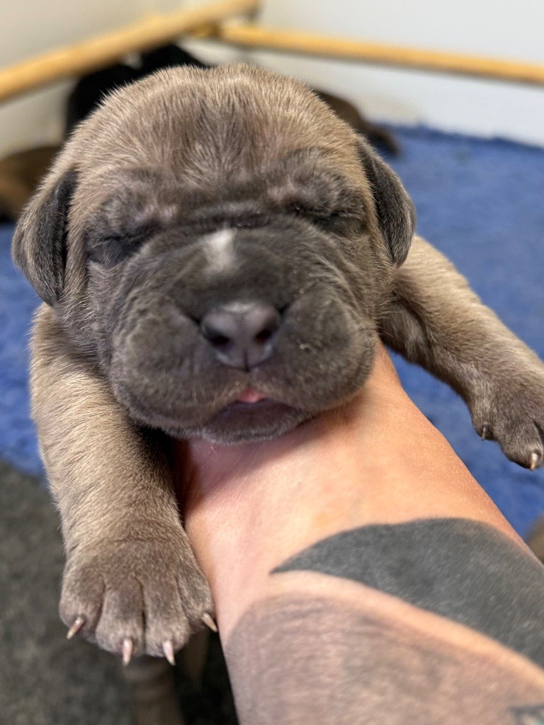 Des Gardiens De L'Homme - Chiots disponibles - Cane Corso